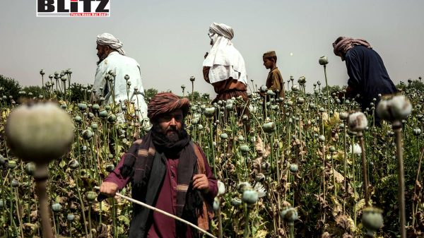 Afghanistan, United Nations Office on Drugs and Crime, Taliban, Narcotics, Afghans, Methamphetamine, Drug, European, Heroin, Tajikistan, Uzbekistan, Criminal networks, 