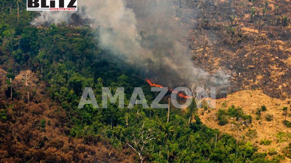 Amazon, Brazil, Mato Grosso, criminal, Environment, Forest, Organized Crime, 